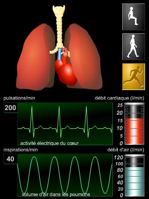 Rythmes cardiaque et respiratoire Rythmes cardiaque et respiratoire