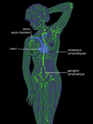 Système lymphatique Système lymphatique