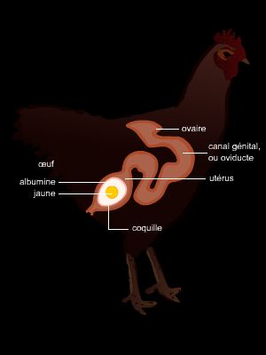 Formation de l'œuf de poule Formation de l'œuf de poule
