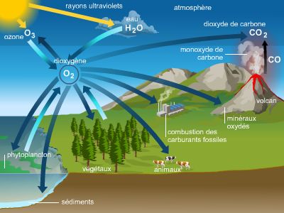 Cycle de l'oxygène Cycle de l'oxygène