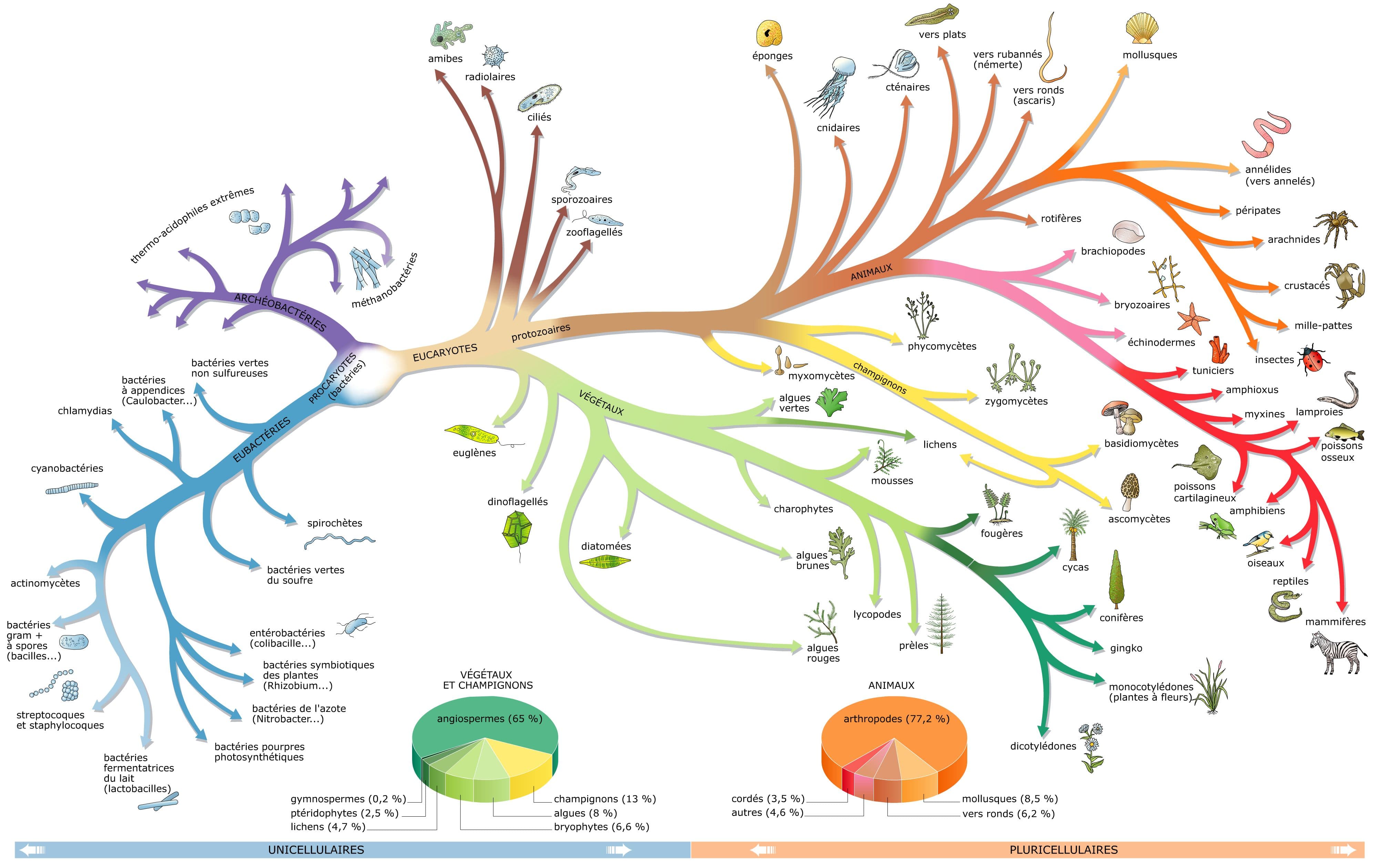 Classification des espèces vivantes Classification des espèces vivantes