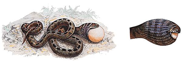 Dasypeltis Dasypeltis