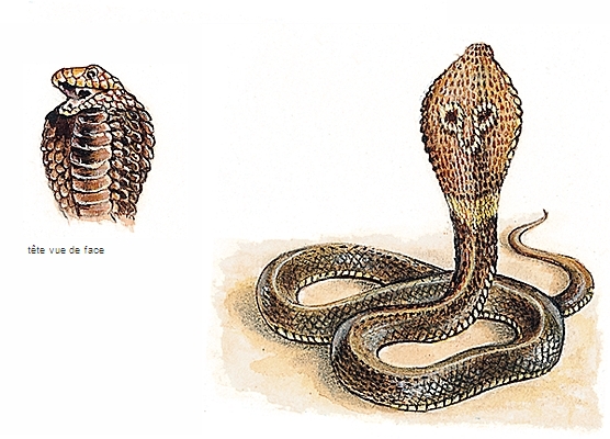 Cobra Cobra