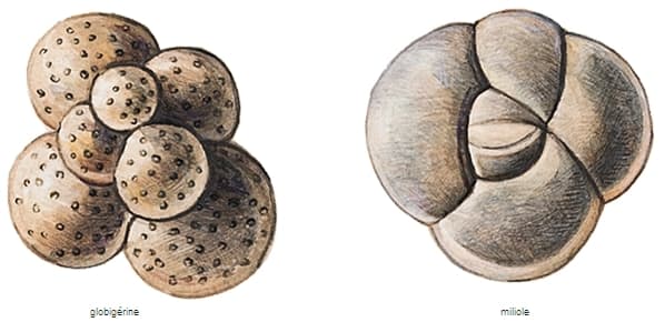 Foraminifères fossiles Foraminifères fossiles