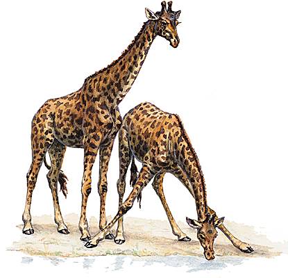 Girafes Girafes
