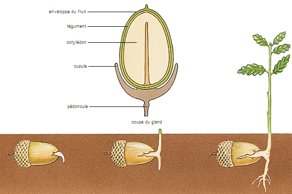 Germination hypogée Germination hypogée