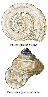 Gastropodes fossiles Gastropodes fossiles