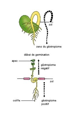 Géotropisme Géotropisme
