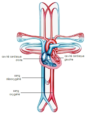 Circulation sanguine Circulation sanguine