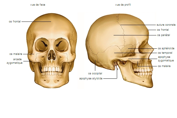 Os du crâne et de la face Os du crâne et de la face