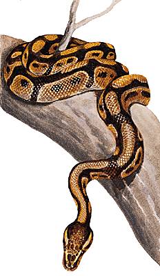 Sifflement de python Sifflement de python