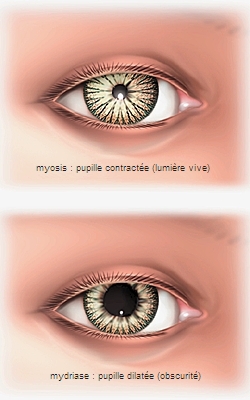Pupille Pupille