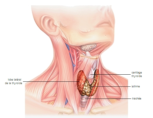 Glande thyroïde Glande thyroïde