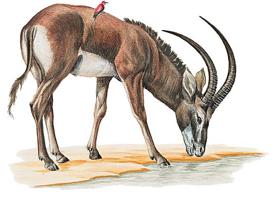 Hippotrague