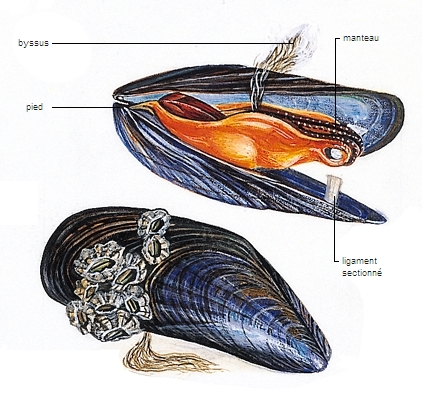Moule Moule
