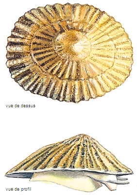 Patelle Patelle