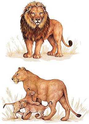 Lion Lion
