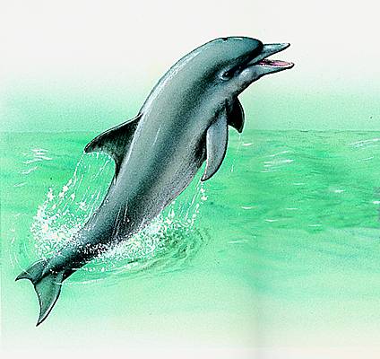 Dauphin Dauphin