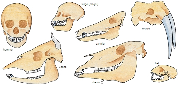 Canines, homme et différents mammifères Canines, homme et différents mammifères