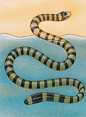Serpent marin Serpent marin