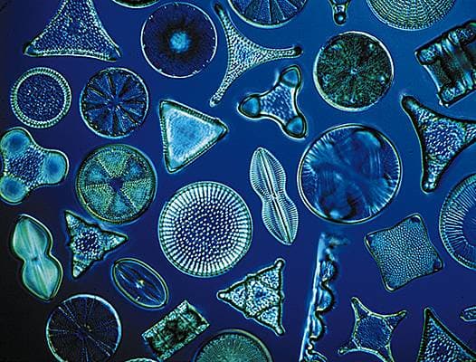 Diatomées Diatomées