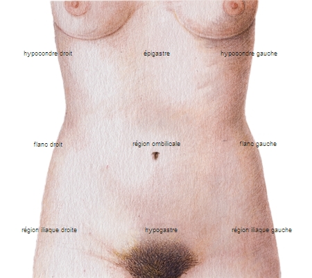 Régions de l'abdomen Régions de l'abdomen
