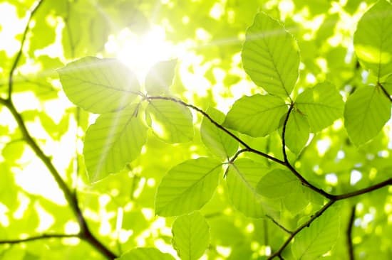Lumière du soleil dans les feuilles d'un arbre Lumière du soleil dans les feuilles d'un arbre