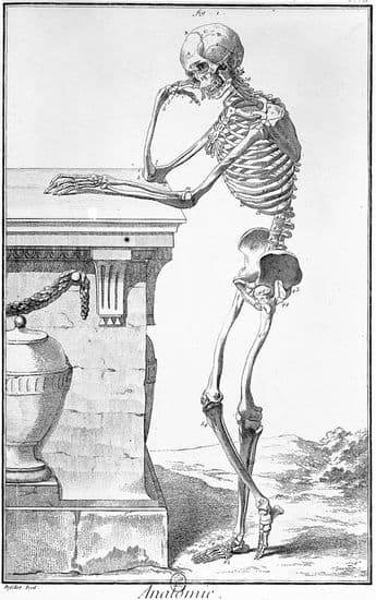 Planche extraite de l'Encyclopédie : anatomie Planche extraite de l'Encyclopédie : anatomie