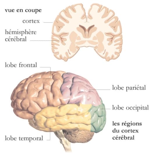 Régions du cortex cérébral Régions du cortex cérébral