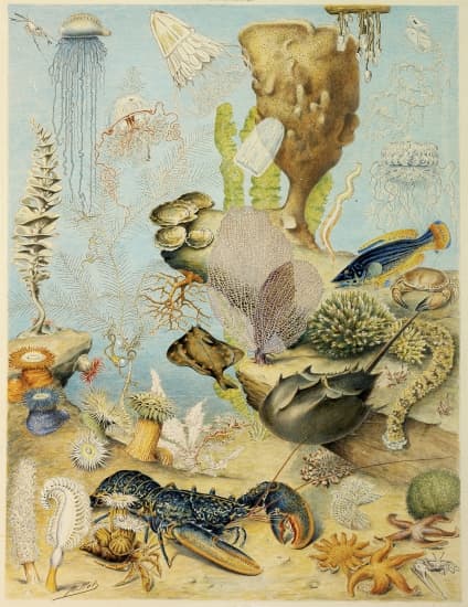 Végétaux et animaux de surface des océans. Végétaux et animaux de surface des océans.