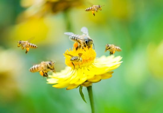 Pollinisation par les animaux Pollinisation par les animaux