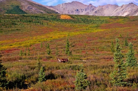 Caribou dans la toundra Caribou dans la toundra