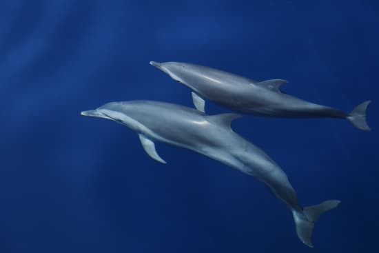 Dauphins en mer Dauphins en mer