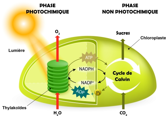 Photosynthèse Photosynthèse