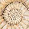 Ammonite Ammonite