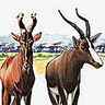 Antilopes Antilopes