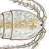 Cyclope