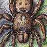 Mygale
