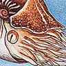 Nautile