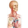 Artères carotides