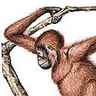 Orang-outan