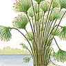 Papyrus Papyrus