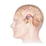 Localisation de l'hypothalamus