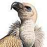 Vautour fauve