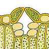 Stomates, anatomie