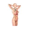 Système lymphatique Système lymphatique