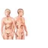 Glandes endocrines Glandes endocrines