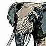 Éléphants Éléphants