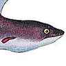 Amphiume