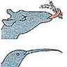 Langues d'animaux